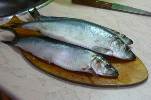 Hering, ő a híres hering Hering, ő a híres hering